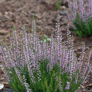 Calluna vulgaris 'Hilda', ® Zomerheide