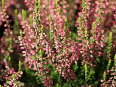 Calluna vulgaris 'Katja', ® Zomerheide