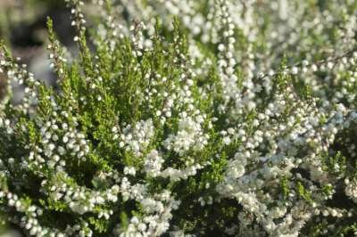 Calluna vulgaris 'Kinlochruel', ® Zomerheide