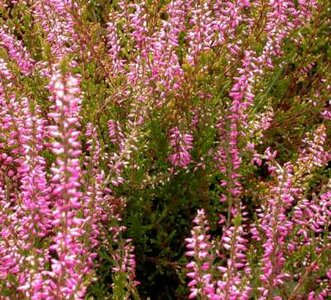 Calluna vulgaris 'Roswitha', ® Zomerheide