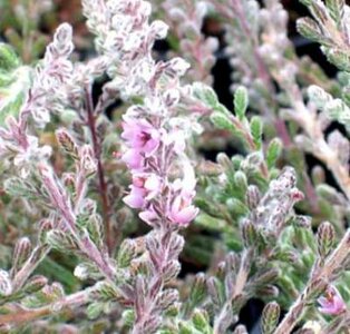 Calluna vulgaris 'Silver Queen', ® Zomerheide