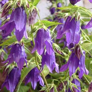 Campanula 'Kent Belle', Klokjesbloem