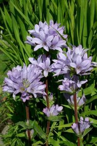 Campanula glomerata 'Caroline', Klokjesbloem