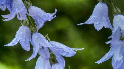 Campanula sarmatica 'Hemelstraling', Sarmatie klokje