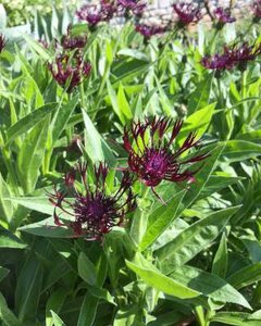 Centaurea montana 'Jordy', Korenbloem