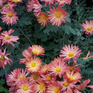 Chrysanthemum 'Dernier Soleil', Margriet