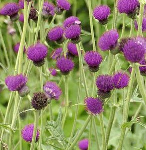 Cirsium rivulare 'Trevor's Blue Wonder', Vederdistel