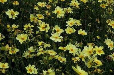 Coreopsis 'Full Moon', Meisjesogen