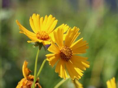 Coreopsis grandiflora 'Christchurch', Meisjesogen