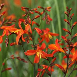 Crocosmia 'Carmine Brilliant', Montbretia