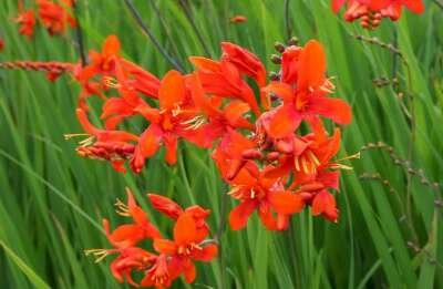 Crocosmia 'Emberglow', Montbretia