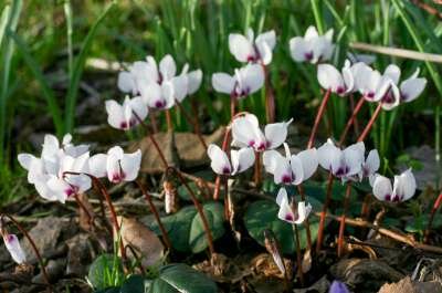 Cyclamen coum 'Album', Alpenviooltje