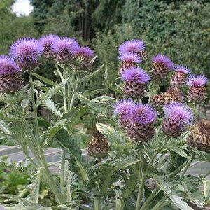 Cynara cardunculus, Kardoen