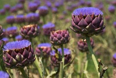 Cynara scolymus, Artisjok