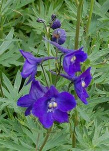 Delphinium belladonna 'Atlantis', Ridderspoor