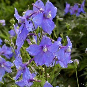 Delphinium 'Piccolo', Ridderspoor