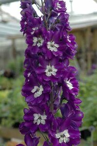 Delphinium 'King Arthur', Ridderspoor