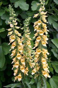 Digitalis 'Spice Island', Vingerhoedskruid