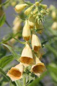 Digitalis 'Gelber Herold', Vingerhoedskruid