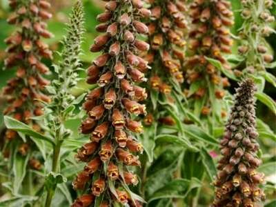 Digitalis 'Milk Chocolate', Vingerhoedskruid