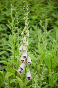 Digitalis 'Pam's Choice', Vingerhoedskruid