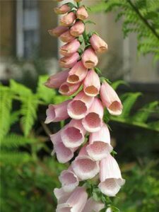 Digitalis 'Sutton's Apricot', Vingerhoedskruid