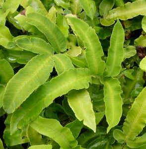 Dryopteris sieboldii, Mannetjesvaren