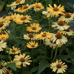 Echinacea purpurea 'Aloha', Rode Zonnehoed