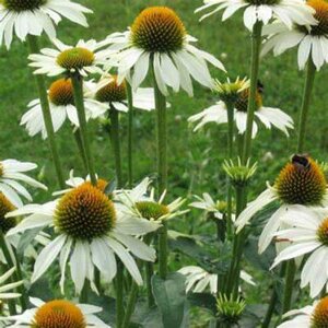 Echinacea purpurea 'Baby Swan White', Rode Zonnehoed