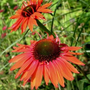 Echinacea purpurea 'Hot Lava', Rode Zonnehoed