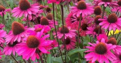 Echinacea purpurea 'JS Stiletto', Rode Zonnehoed