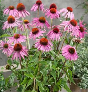 Echinacea purpurea 'Leuchtstern', Rode Zonnehoed