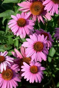 Echinacea purpurea 'Magnus Superior', Rode Zonnehoed