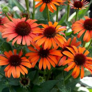 Echinacea purpurea 'Orange Skipper', Rode Zonnehoed