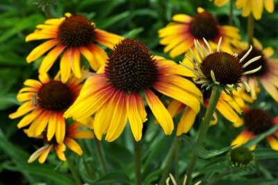 Echinacea purpurea 'Parrot', Rode Zonnehoed