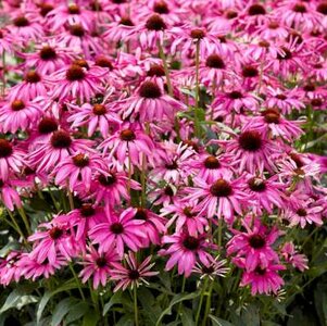 Echinacea purpurea 'Purple Emperor', Rode Zonnehoed