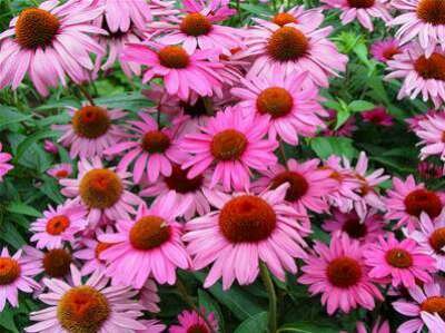 Echinacea purpurea 'Rubinstern', Rode Zonnehoed