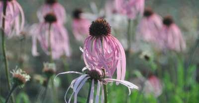 Echinacea purpurea 'JS Satin Lights', ® Rode Zonnehoed