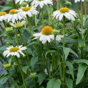 Echinacea purpurea 'White Meditation', Rode Zonnehoed