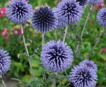 Echinops bannaticus 'Blue Glow', Kogeldistel