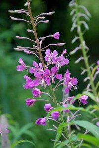 Epilobium angustifolium, Knikkend Wilgenroosje