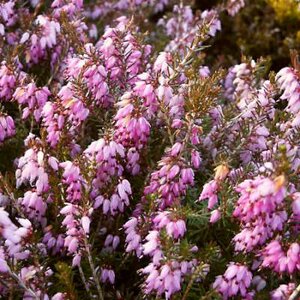 Erica carnea 'December Red', Winterheide