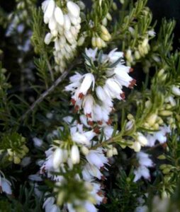 Erica carnea 'Isabell', Winterheide