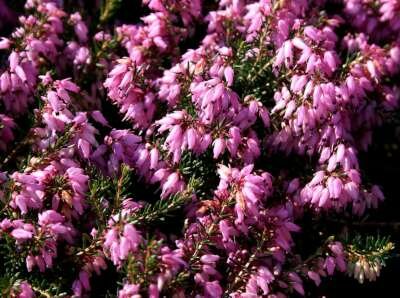 Erica carnea 'March Seedling', Winterheide