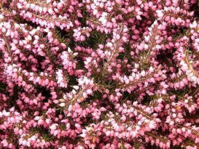 Erica carnea 'Rosalie', Winterheide