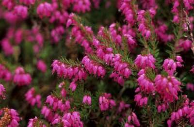 Erica cinerea 'C.D. Eason', Dopheide