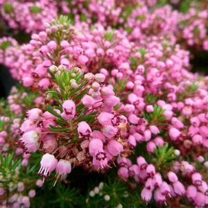 Erica vagans 'Mrs D.F. Maxwell', Dopheide