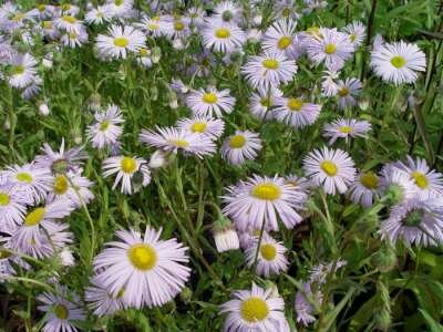 Erigeron 'Quakeress', Fijnstraal