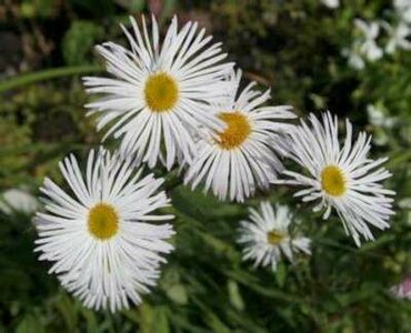 Erigeron 'Sommerneuschnee', Fijnstraal