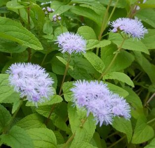 Eupatorium coelestinum, Leverkruid (= Conoclinium)